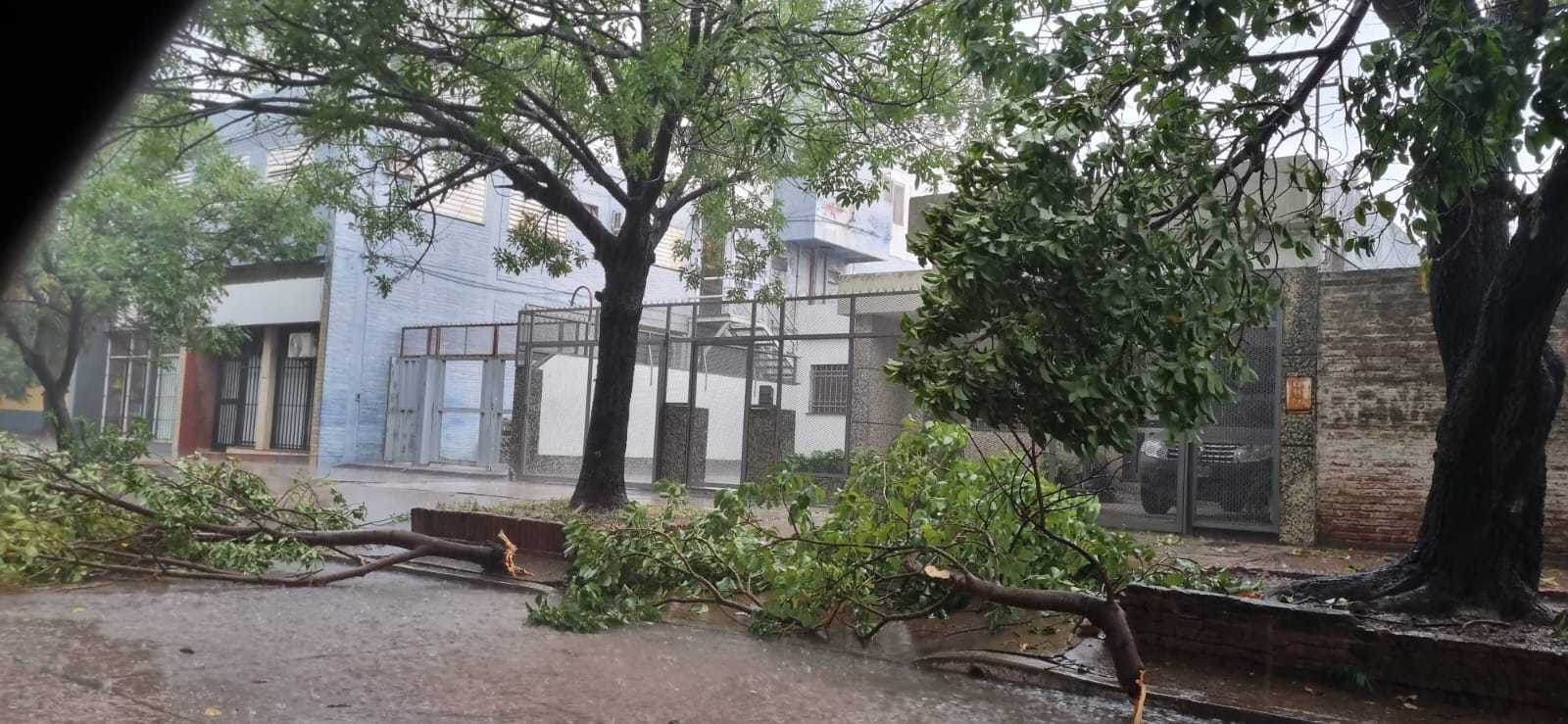 La lluvia el granizo y el viento provocaron ca das de rboles y