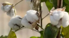 El Inta Sáenz Peña se prepara para hacer historia con la semilla de algodón